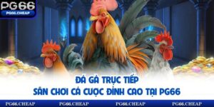 Đá Gà Trực Tiếp - Sân Chơi Cá Cược Đỉnh Cao Tại PG66