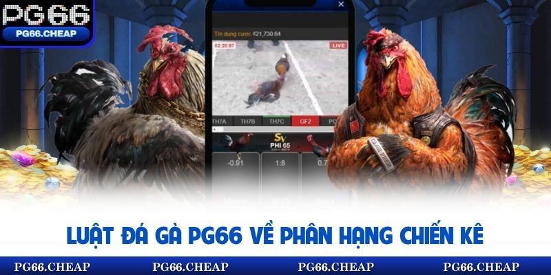 Luật đá gà PG66 về phân hạng chiến kê