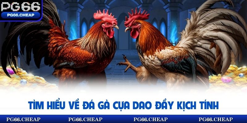 Tìm hiểu về đá gà cựa dao đầy kịch tính